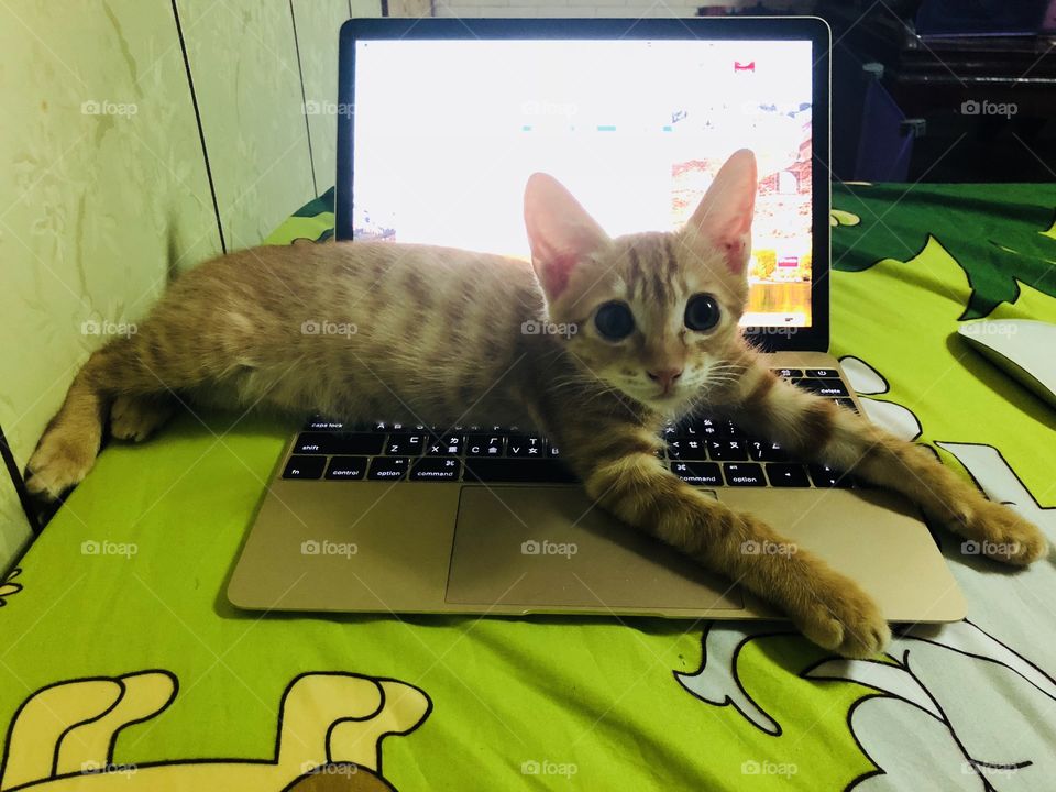The cat is on the laptop