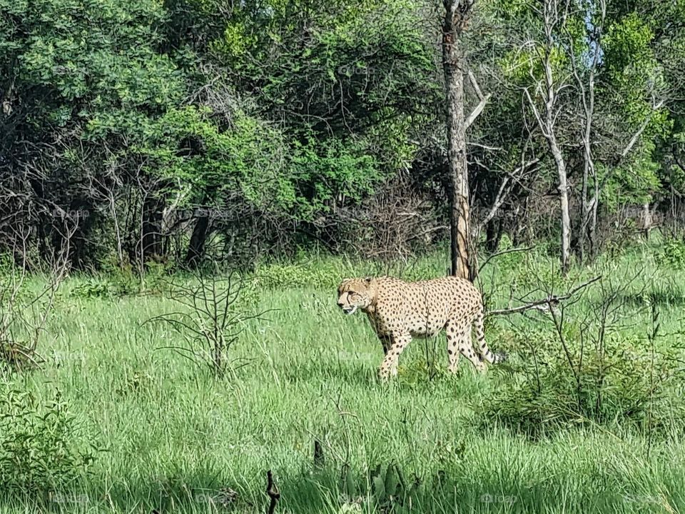 female cheetha patrolling her territory.