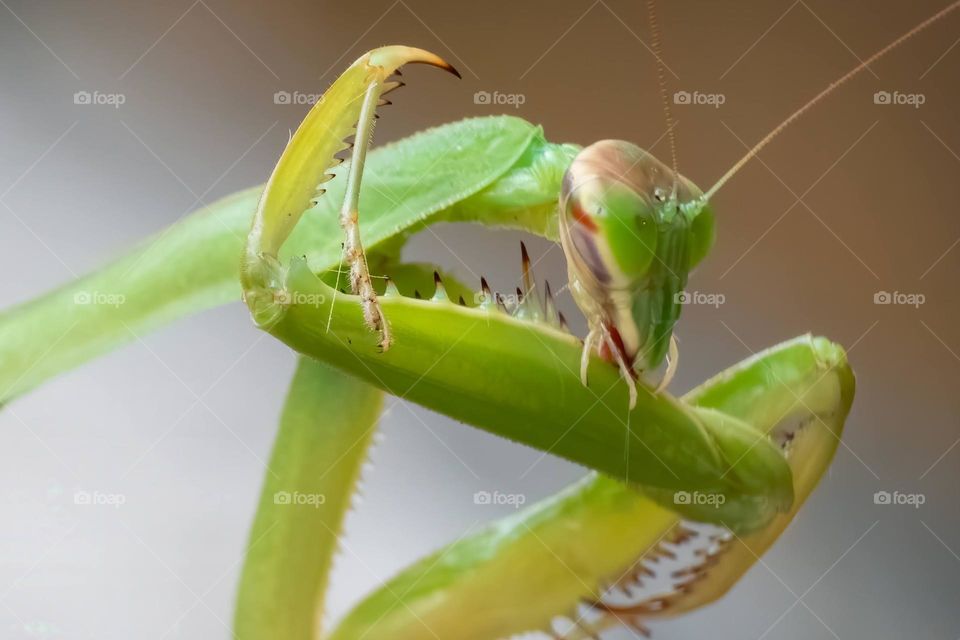 A Chinese Mantis cleans her weapon, resembling the grim reaper cleaning his scythe. Raleigh, North Carolina. 