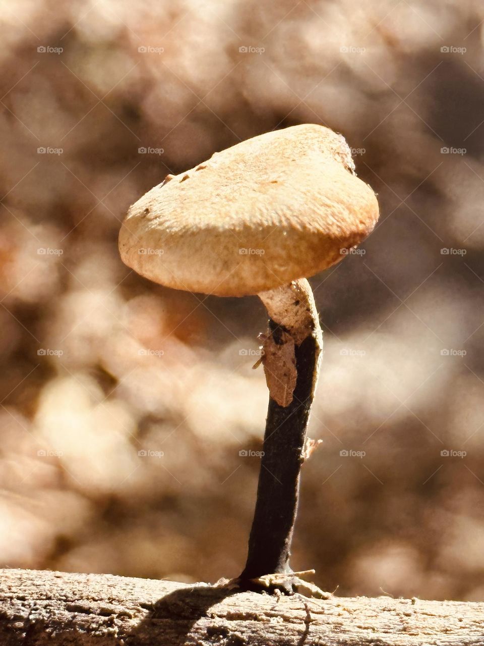 a small mushroom on a tree