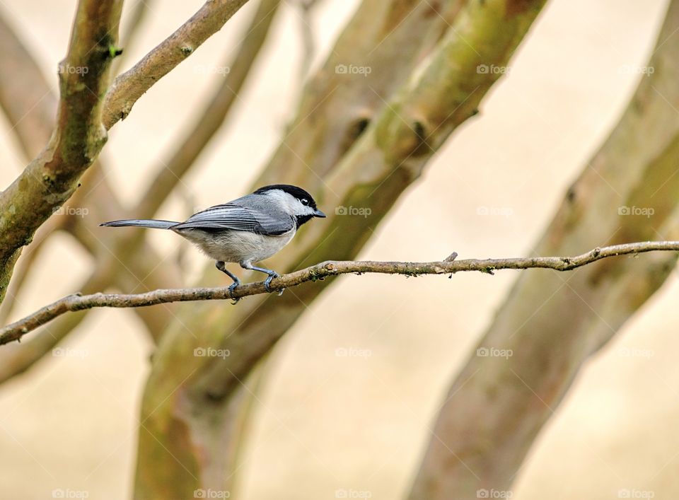 Pretty little chicadee in a tree