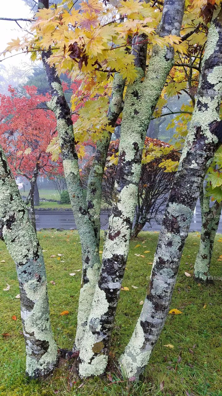 Foggy forest