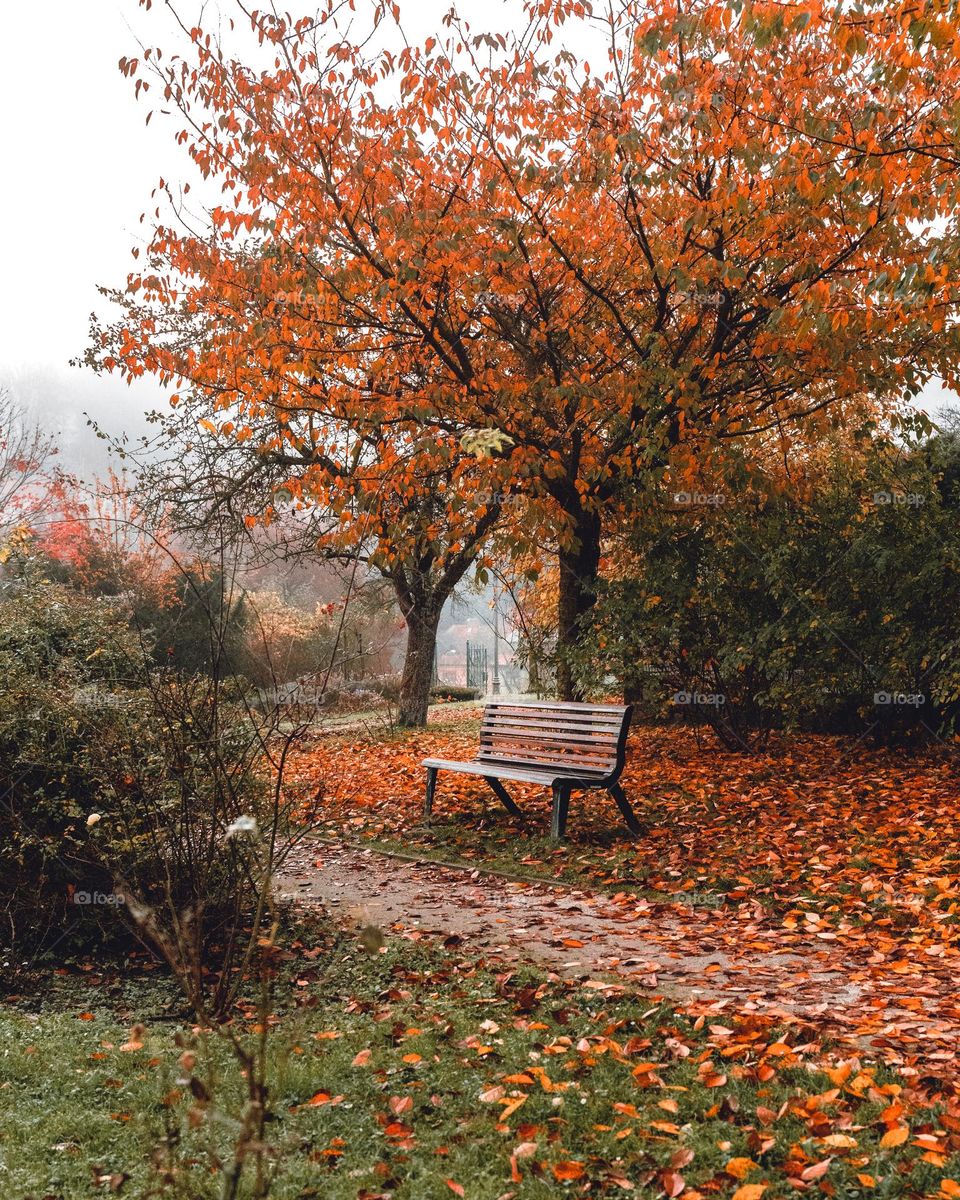 Autumn in the park