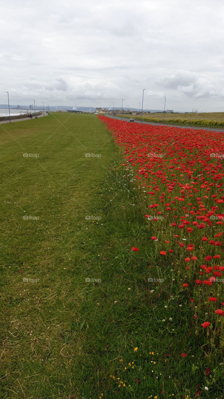 Poppy Path