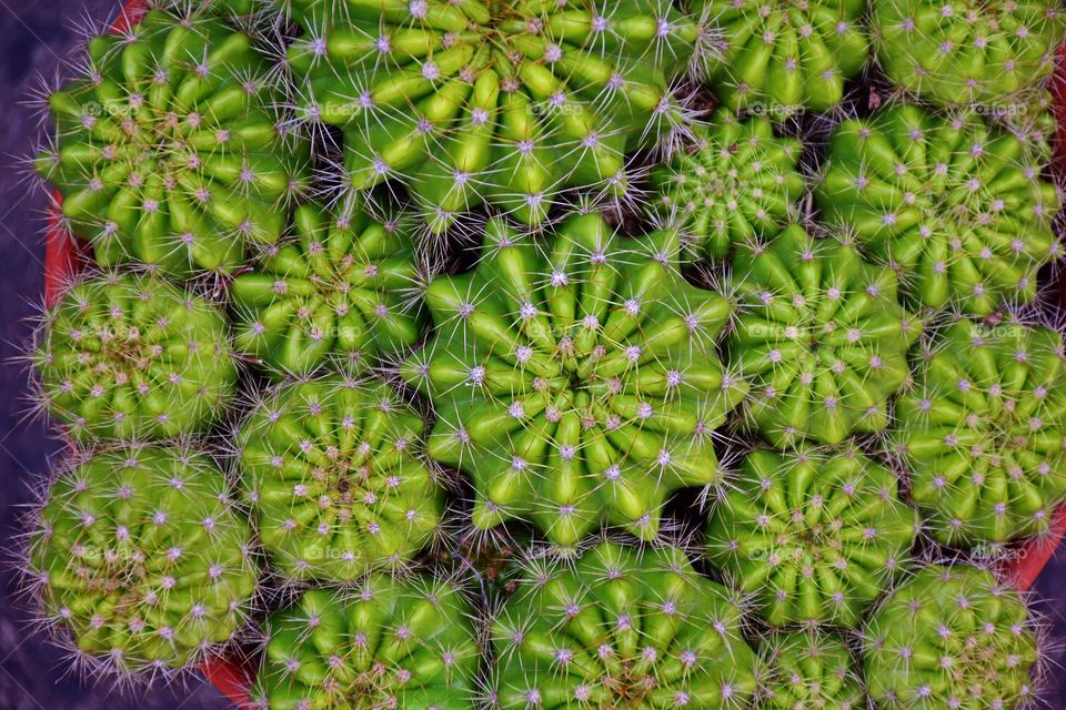 Cactus plant on a pot