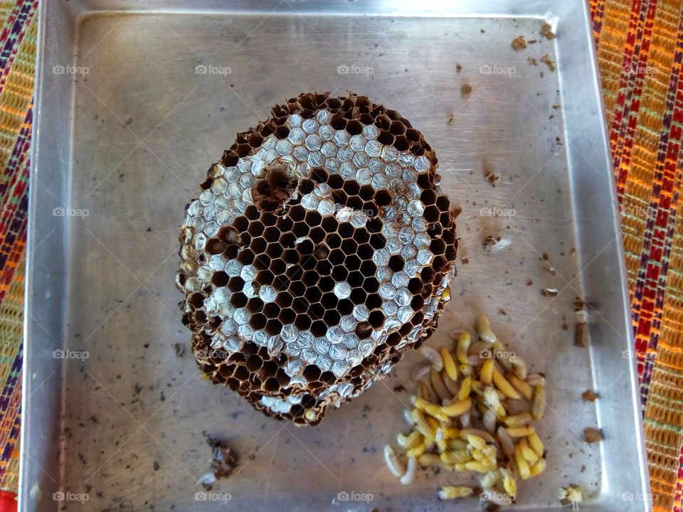 Wasps, wasps, holes, channels