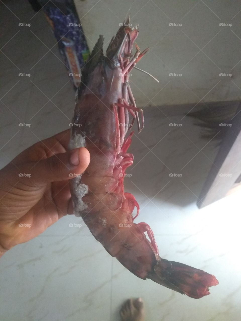 a big tiger prawn #tiger #prawn ##seafood #food #non-veg #prawn #farming
