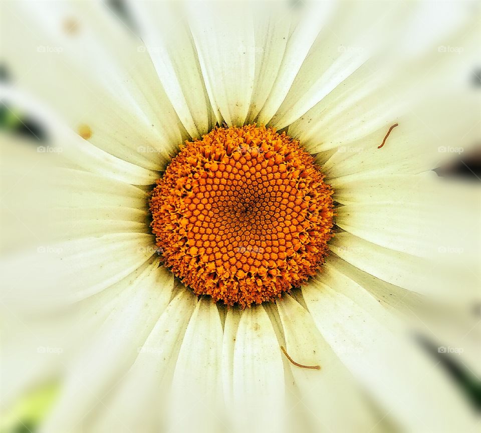 chamomile summer flower