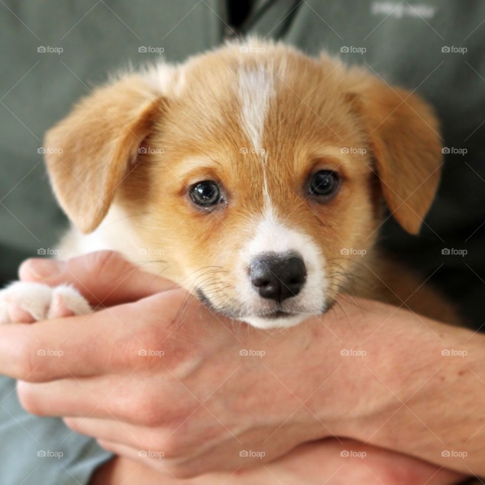 Puppy in Hand
