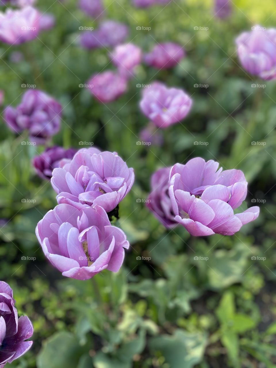 Beauty through a rose