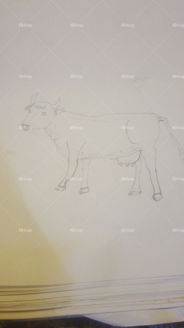 first attempt at drawing a cow