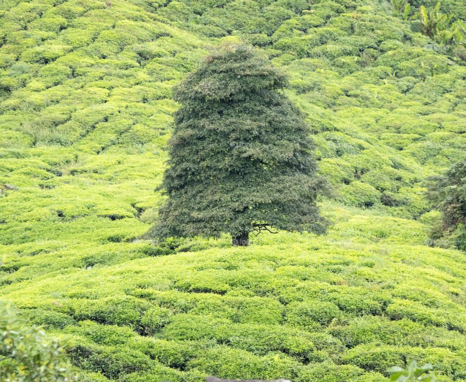 Tea plantation : Kameron Highland Malaysia 