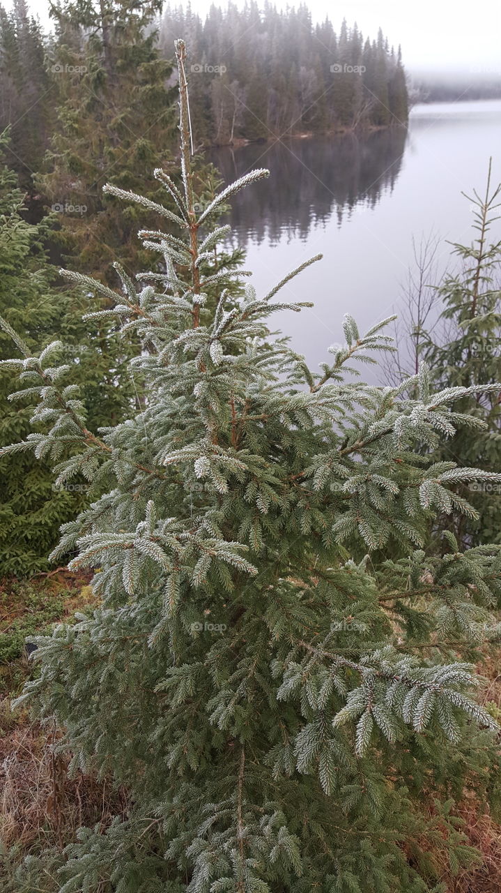 frozen tree