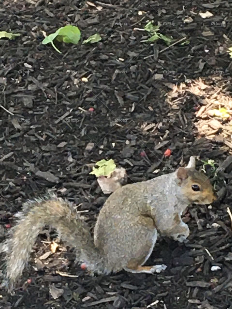 Wild gray squirrel standing on wood chips waiting patiently, paws folded, for photo shoot 