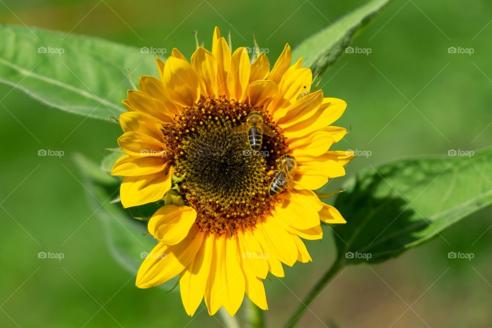 sunflower with two bees
