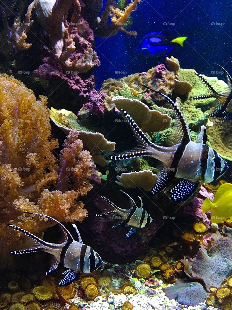 Fish in aquarium