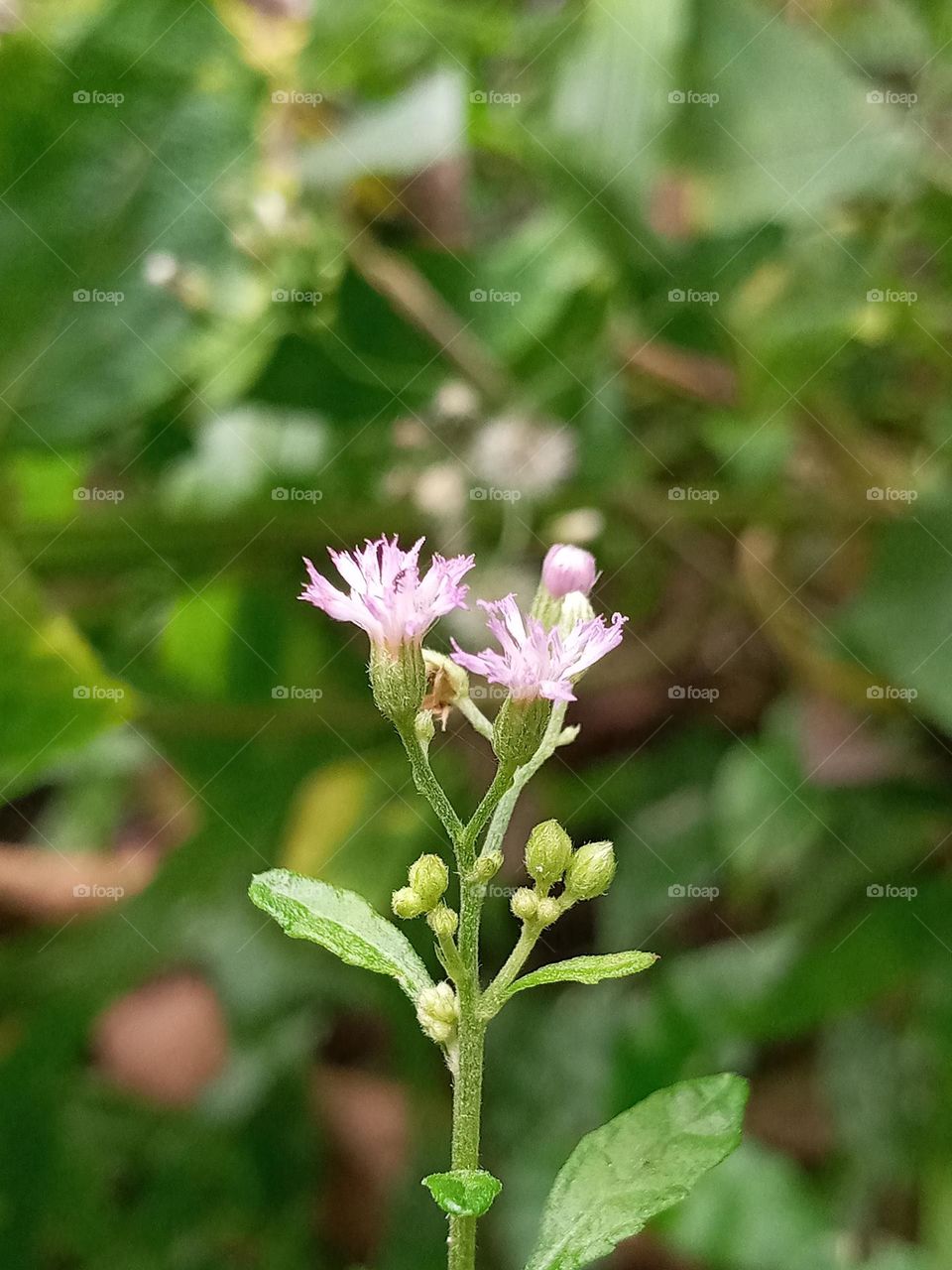 Natural Flower