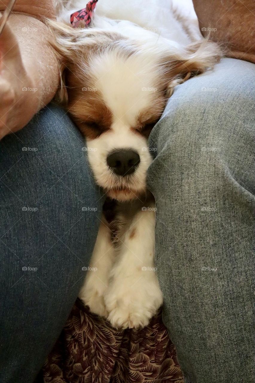 Dog sleeping between two people knees 