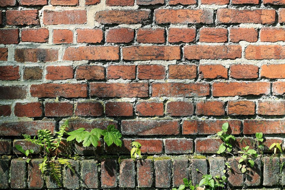 Young plants growing out of a red brick wall