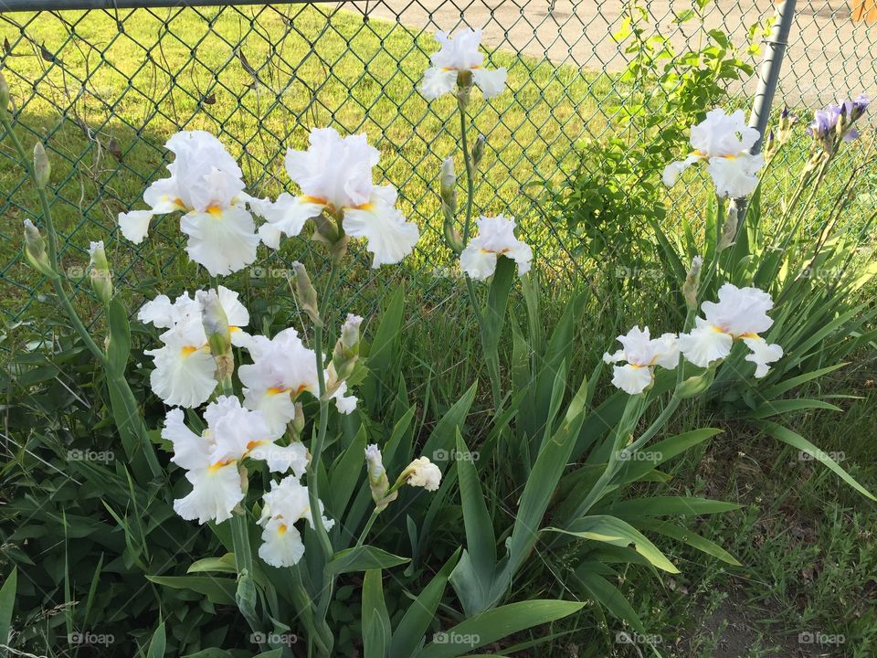 White flowers 6/1/16