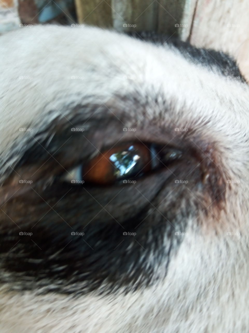 A dog with Prince eye