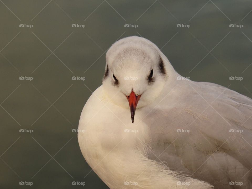 Seagull