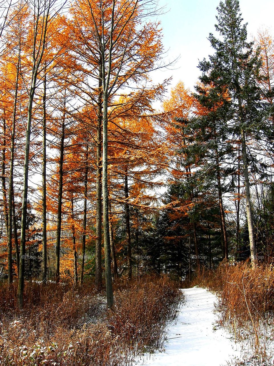 Larch woods