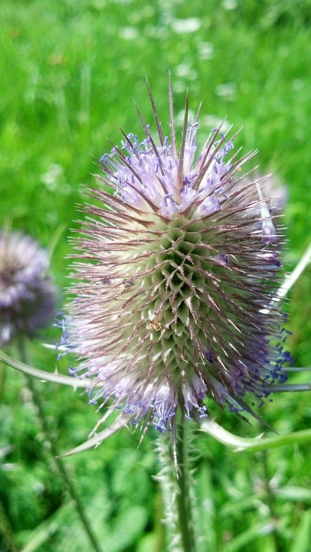 Purple Prick. A Canadian Thistle blossom