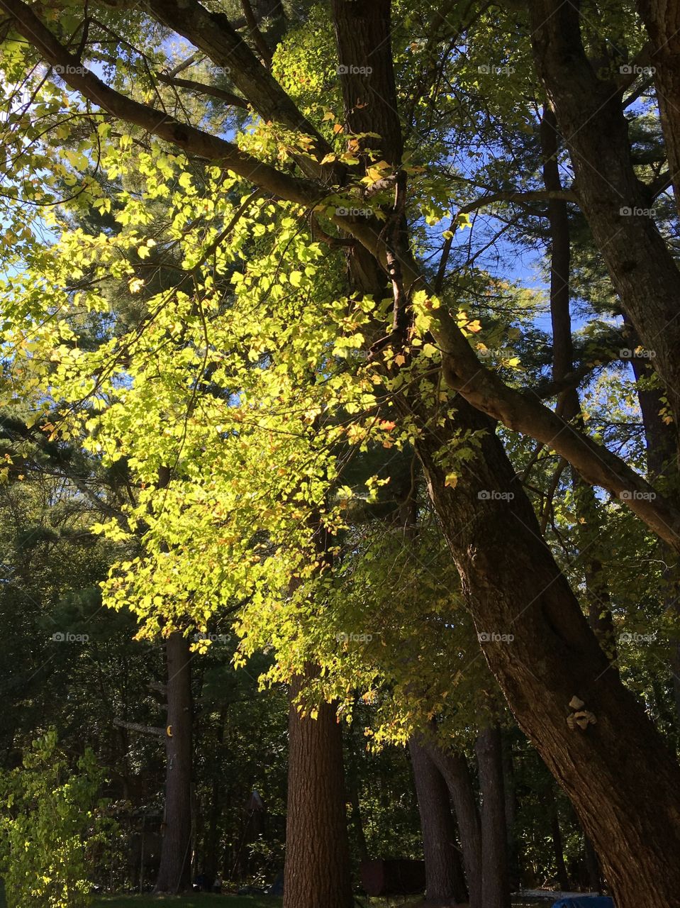 Pic of sunlight on our tree & pine grove, late afternoon. Face on leaf tree is missing eyes 👀! Autumn 🍂 will happen soon✨