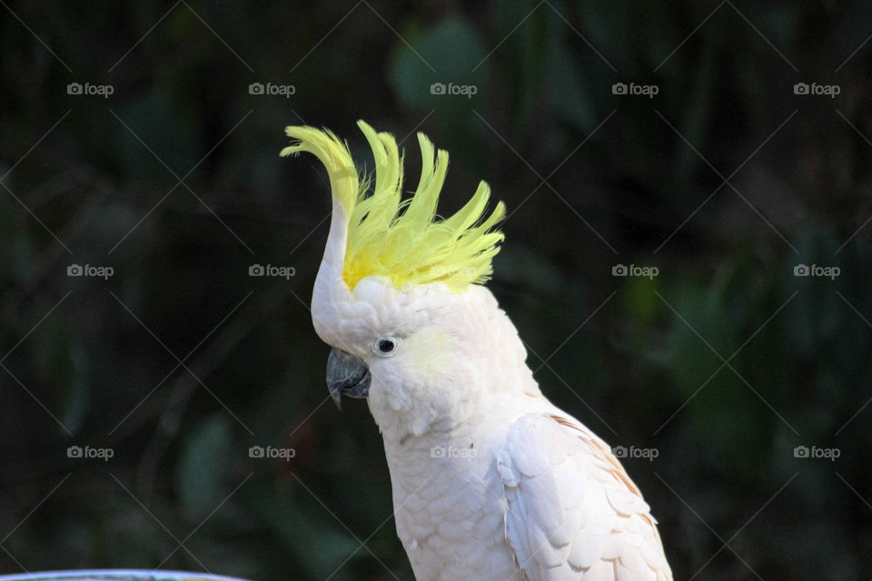 Melbourne, Australia - Cockatoo up close Australian native bird up close
