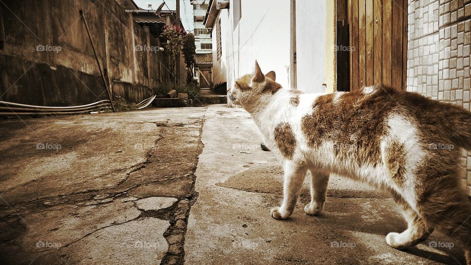Nostalgic Cat. My older cat in my village, walking beside me