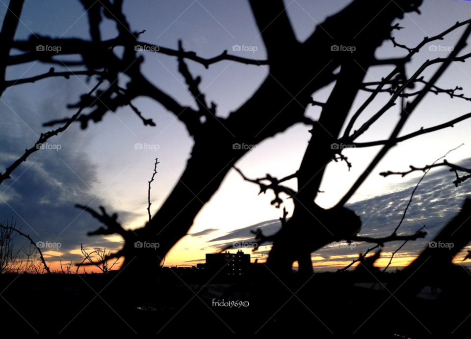 sunset branches netherlands amersfoort by frido1969