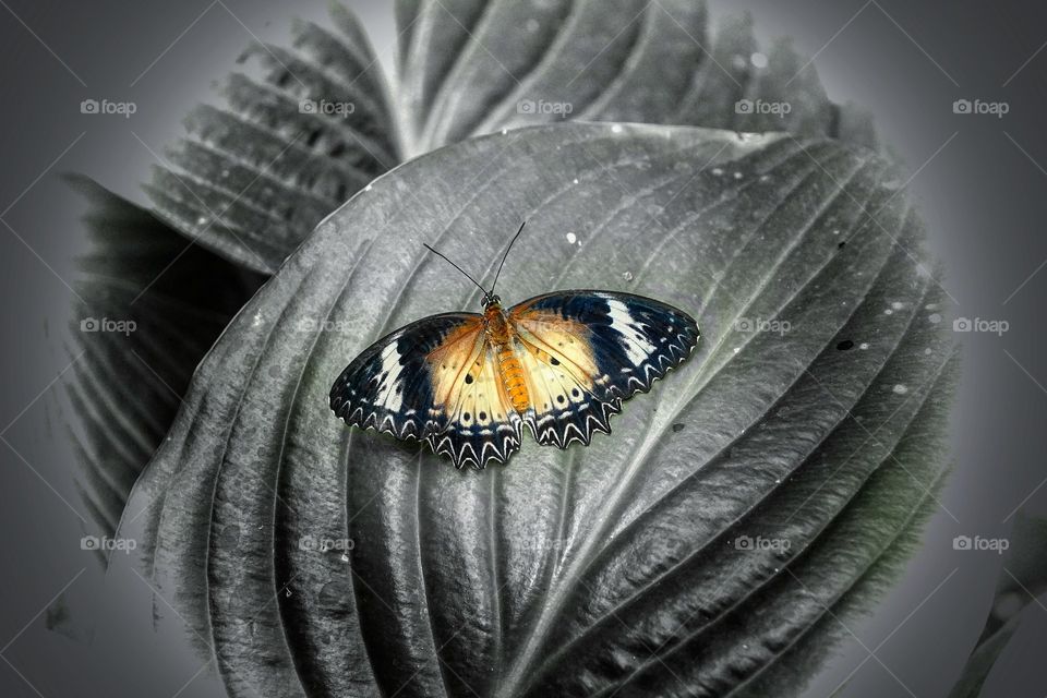 Butterfly Expo  - Antipa Museum/Bucharest