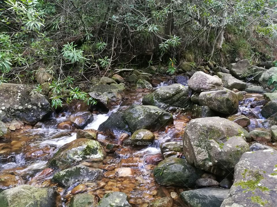 River in Newlands Forest