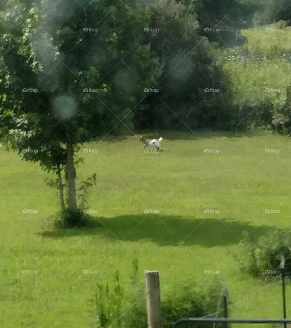 goats in the backyard