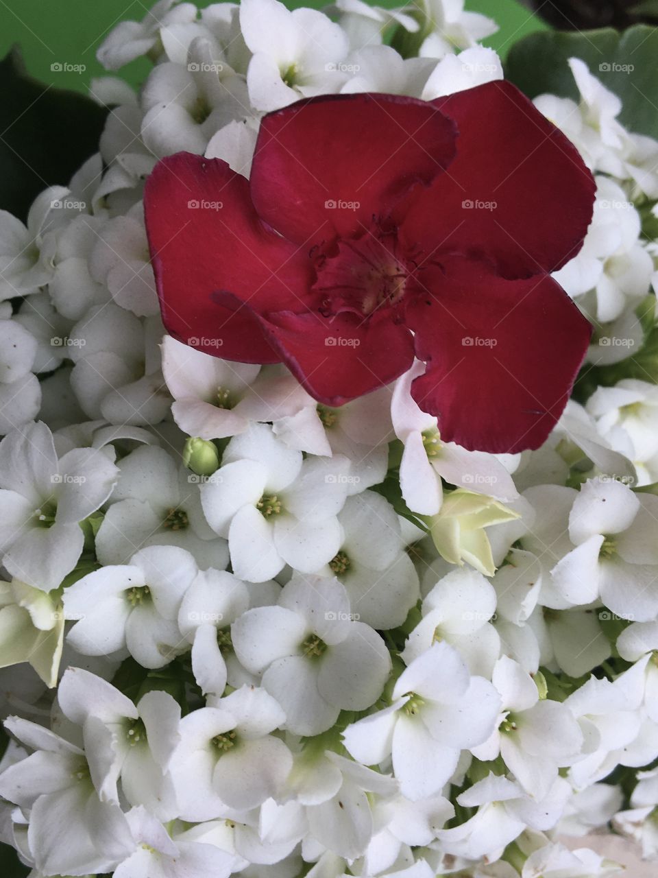 Mixing colors and flowers patterns