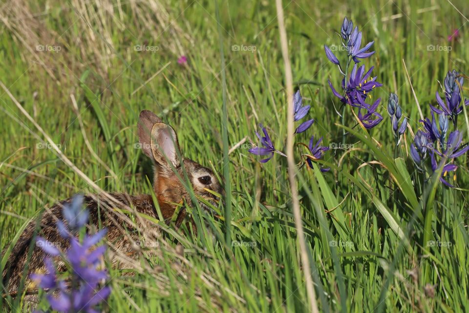 Rabbit in the garden