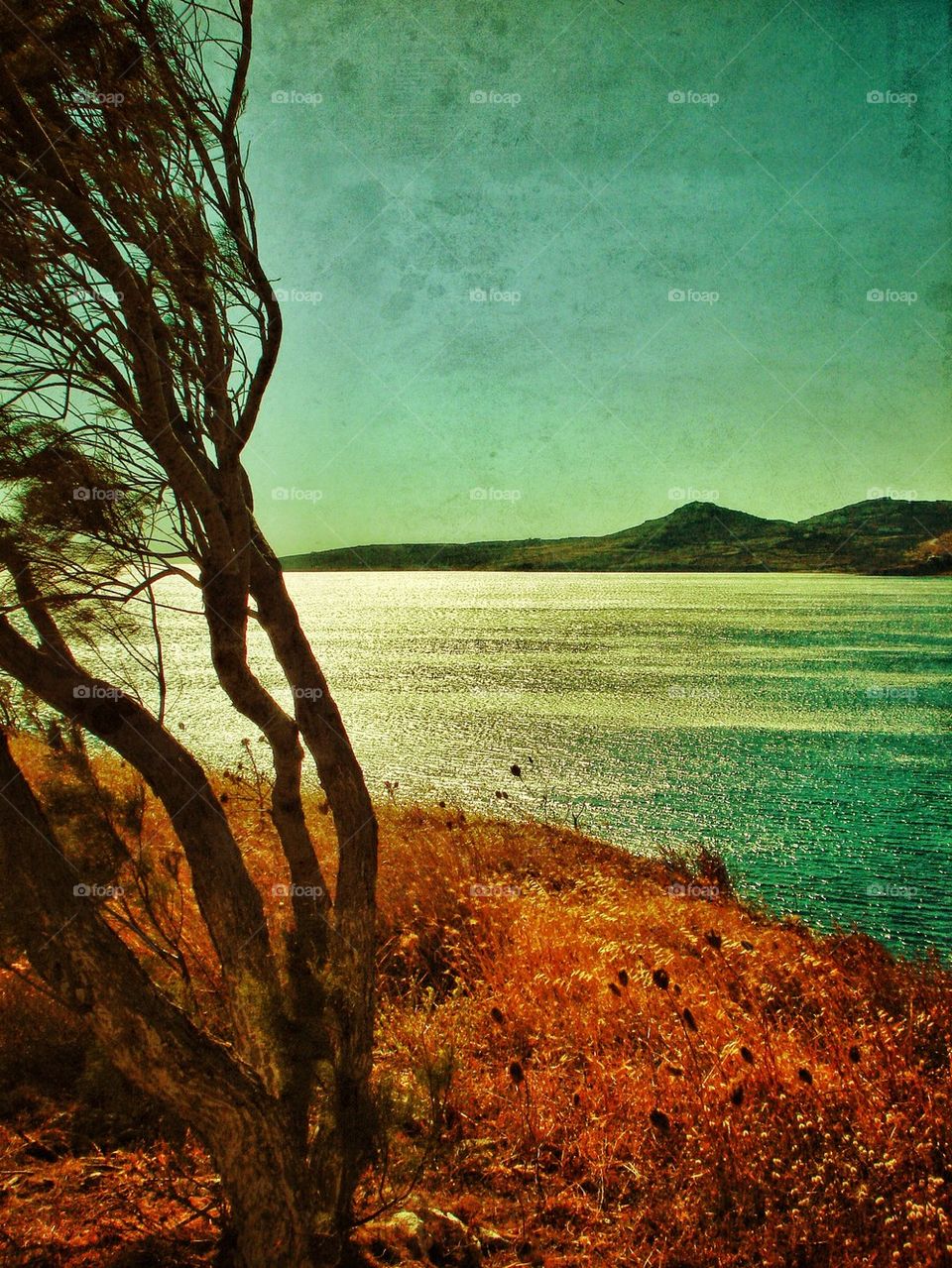 Tree fighting with the wind