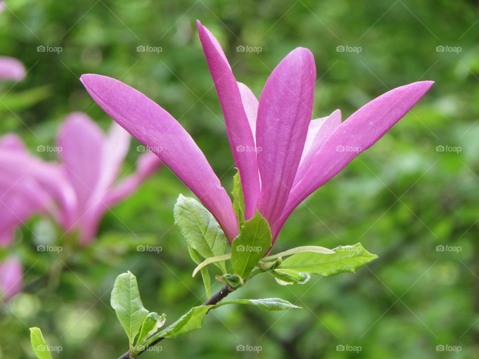 Dark pink magnolia flower