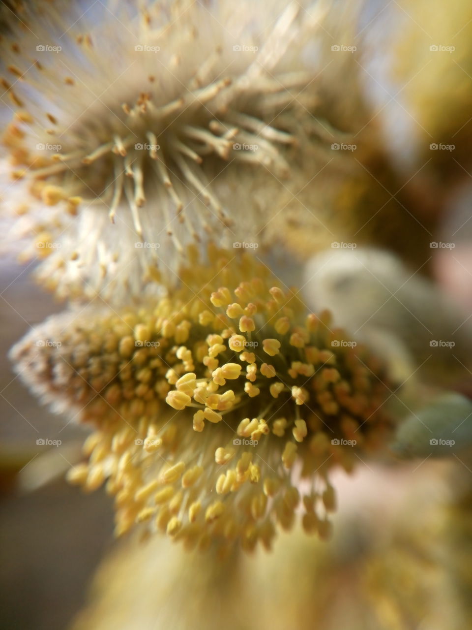 spring flowers macro