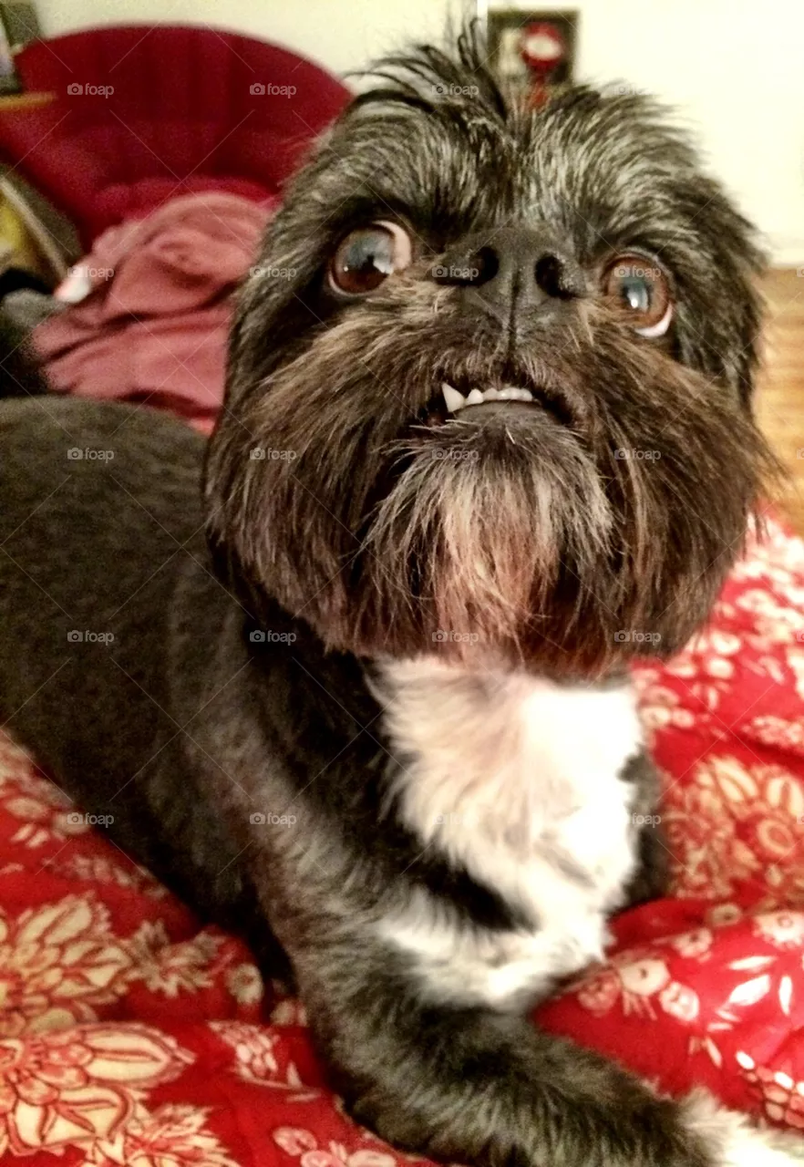 Fierce