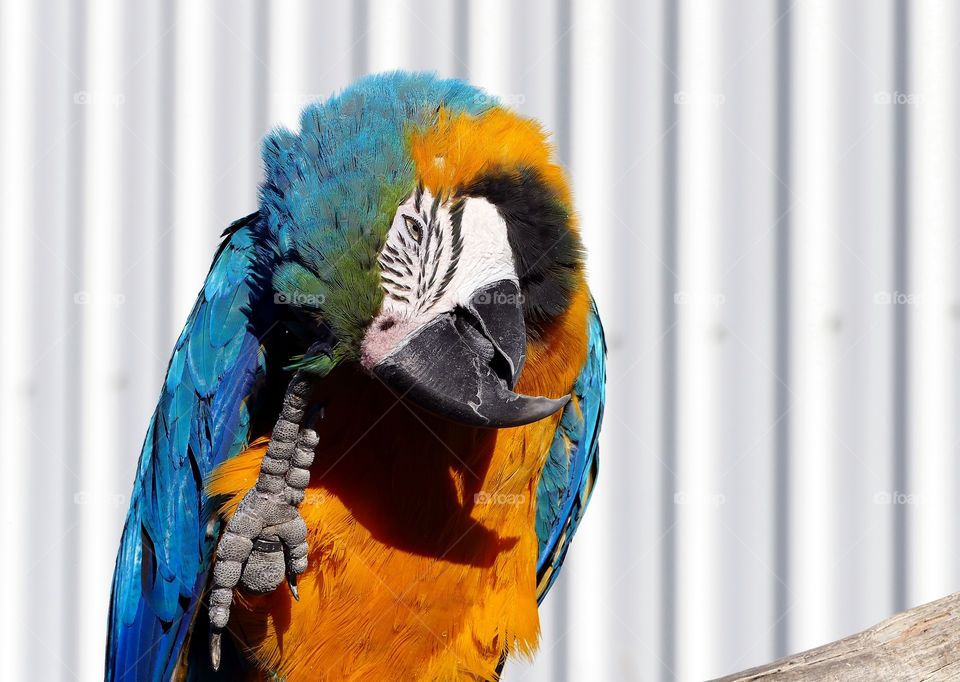 Macaw preening.