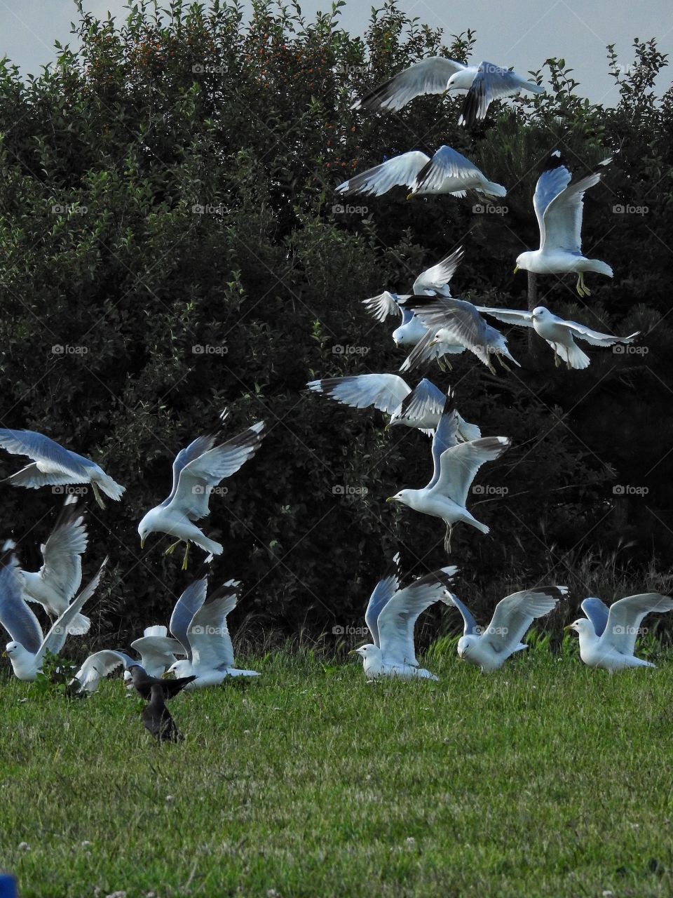 Hungry seagulls