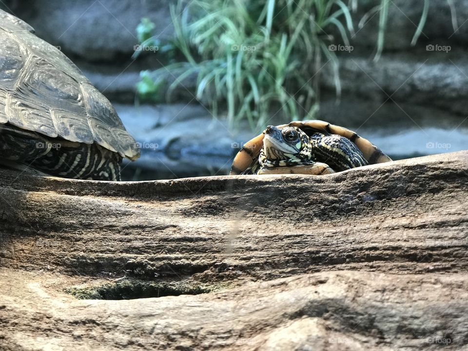 Turtle at the zoo 