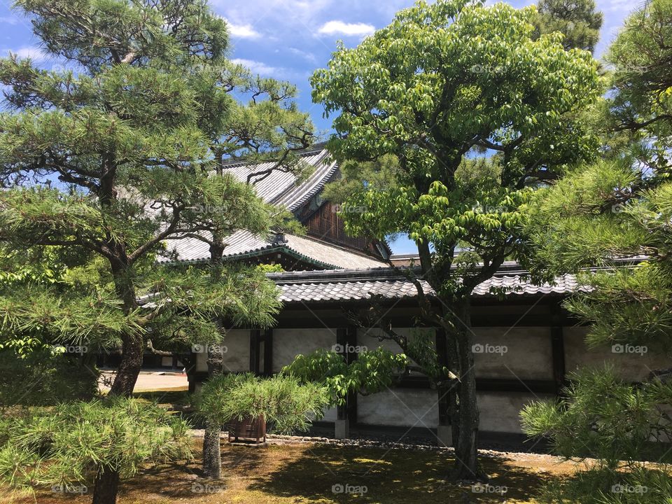 Tree, No Person, Wood, Garden, Home