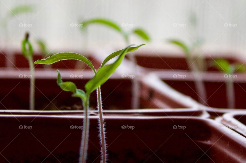 Tomato plant seedlings started indoors