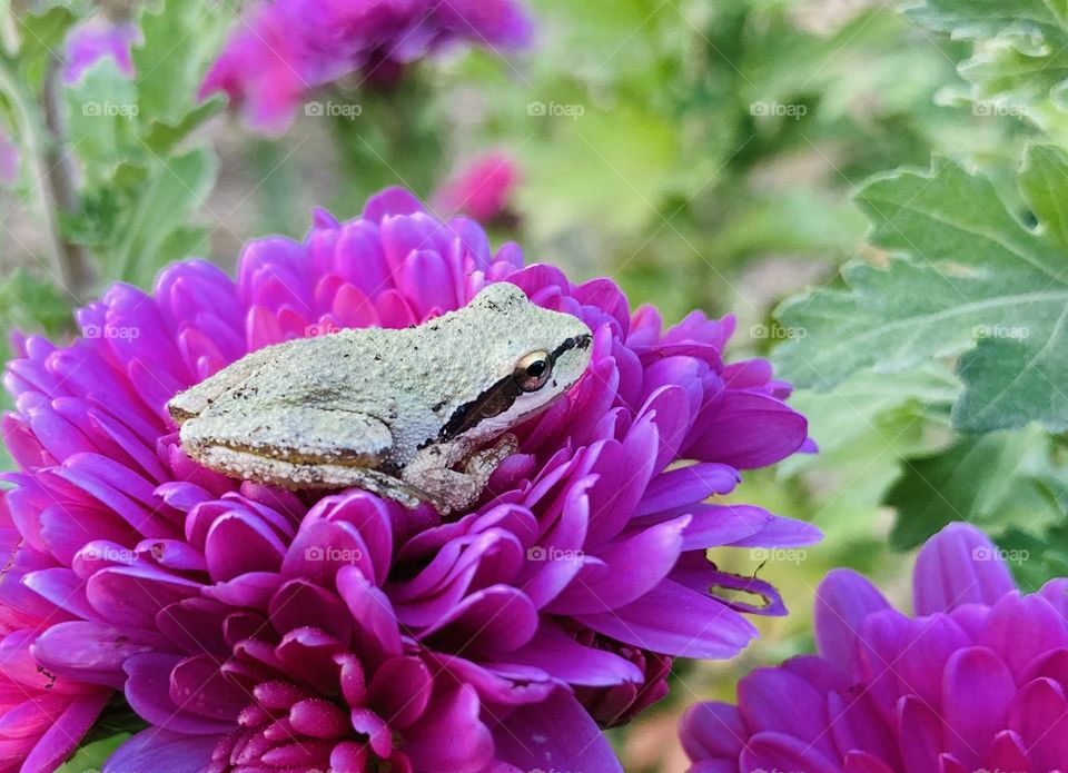 Amphibian resting on flower