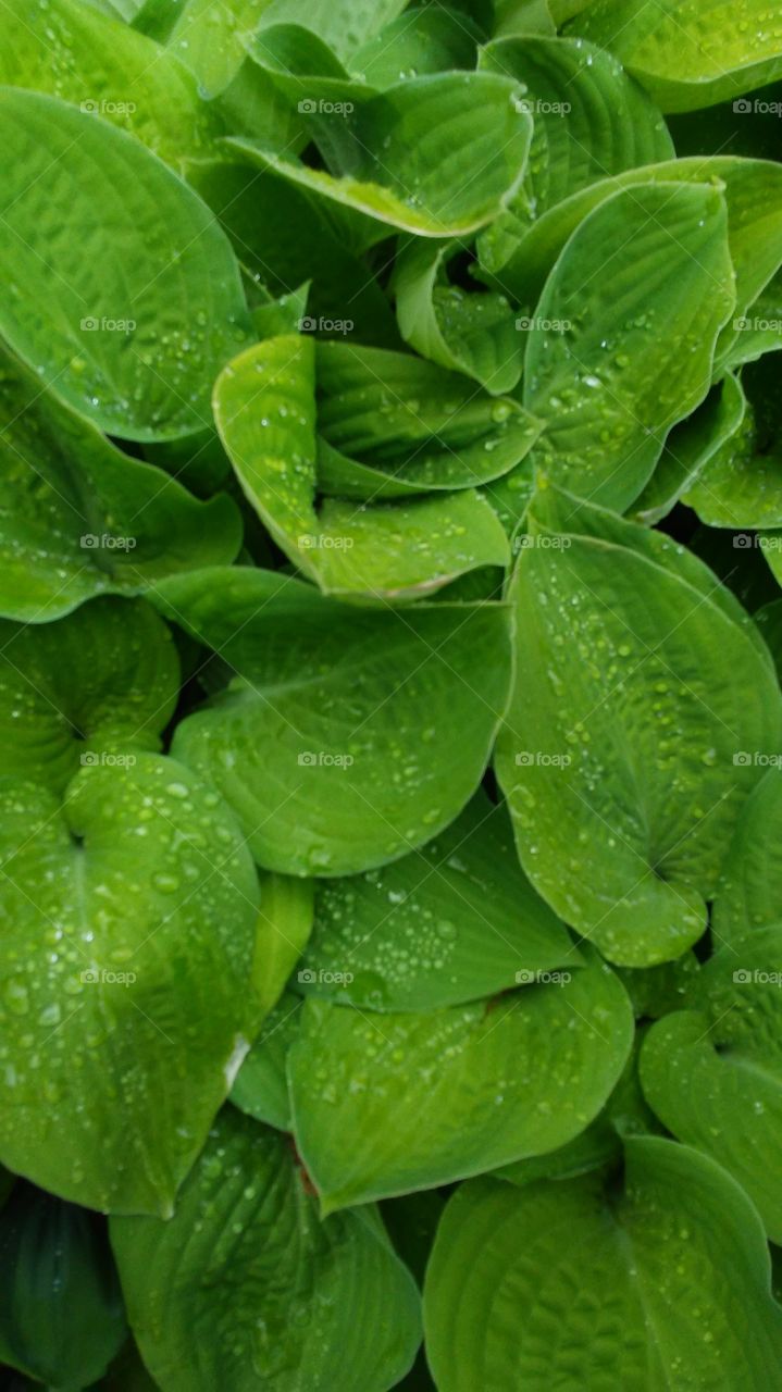 spring. fresh. green