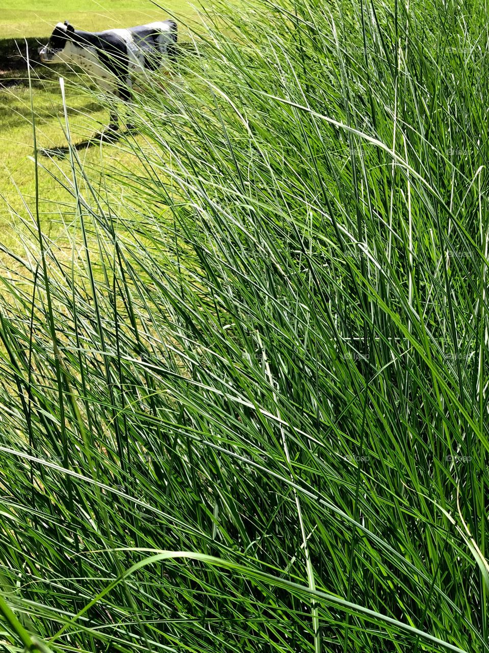 Cow seen through tips of Maiden Grass.