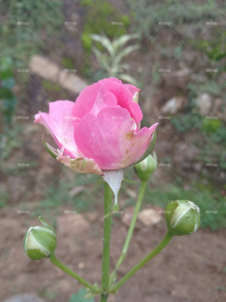 rose